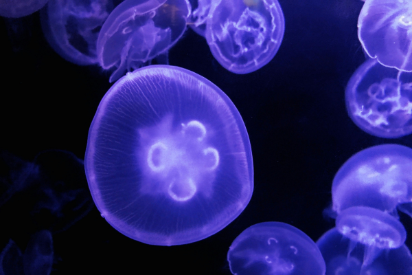 Tudo sobre o mergulho noturno como explorar o oceano sob as estrelas